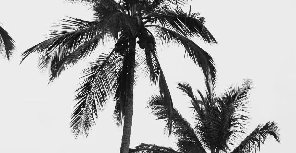 Portfólio de Fotografia