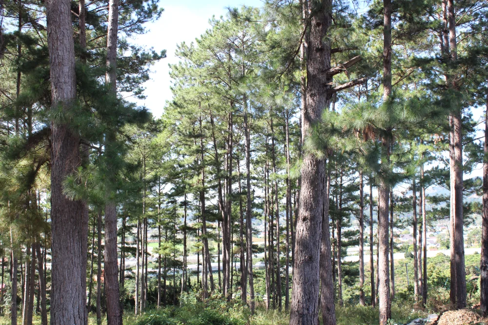 Dalat, 2025