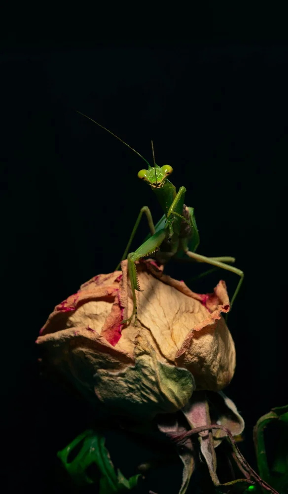mantodeacriativa photo